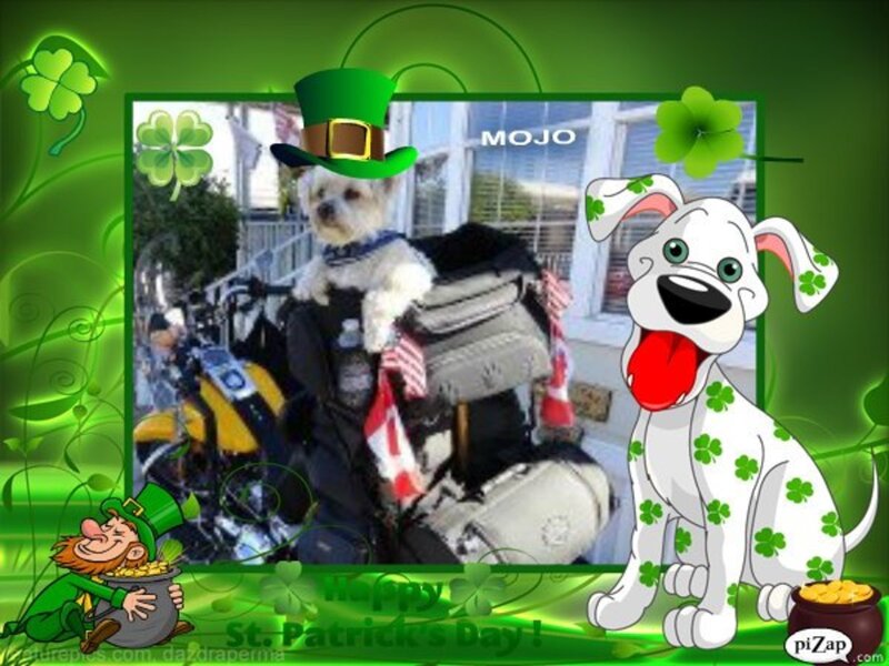 Dog on Motorcycle
