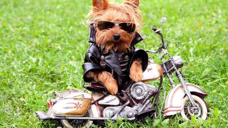 dog on motorcycle with sunglasses