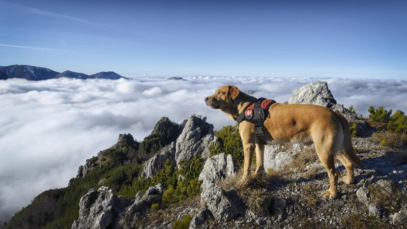 Dog on Mountain Peak — Blue, Serene