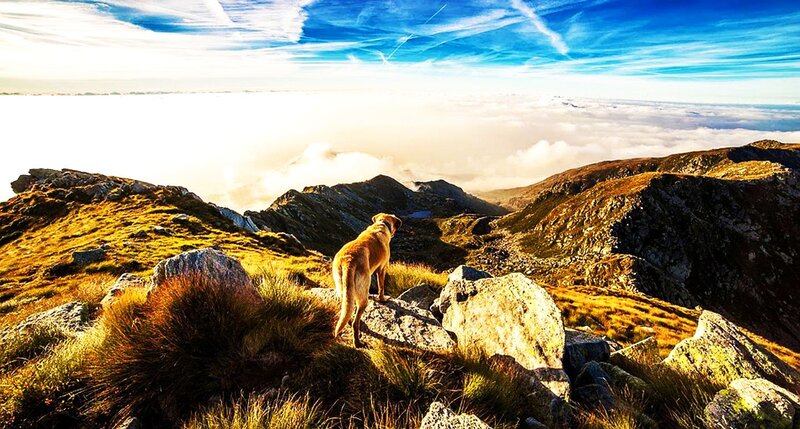 Dog on Mountain Peak — Blue