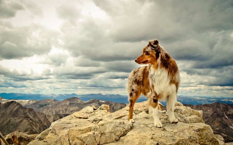 Dog on Mountain Peak — Brown, Dramatic, Photograph