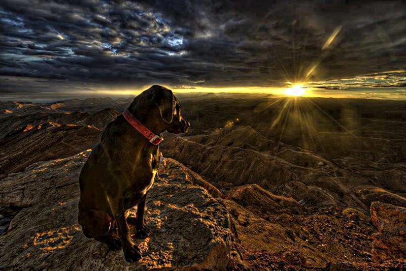 Dog on Mountain Peak — Brown, Dramatic
