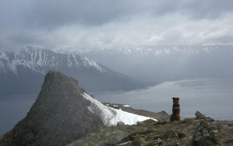 Dog on Mountain Peak — Gray