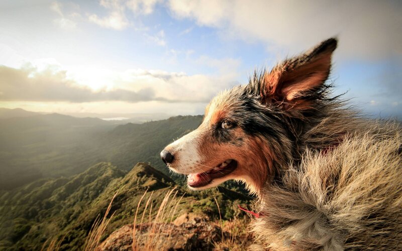 Dog on Mountain Peak — Green, Serene