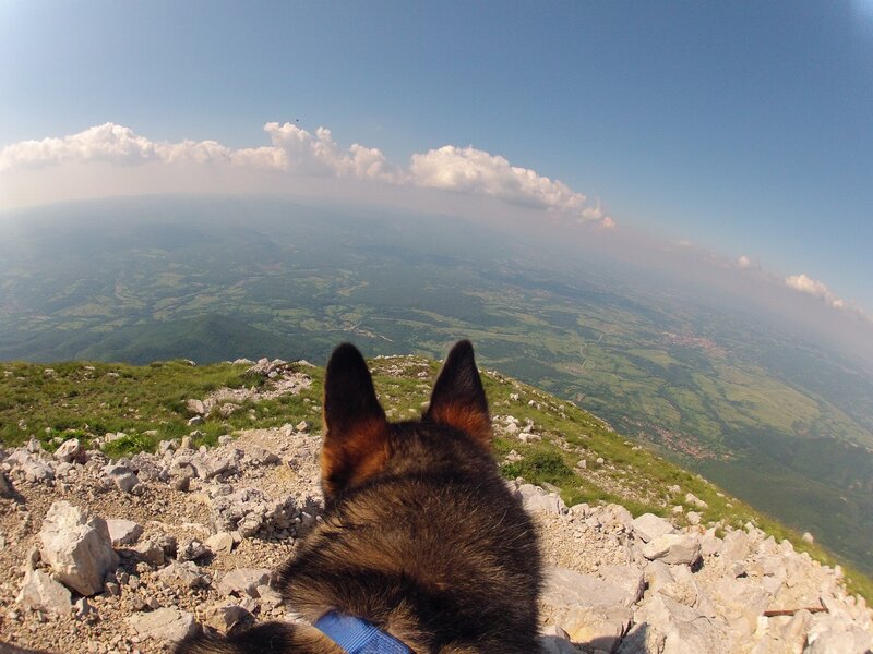 Dog on Mountain Peak — Green