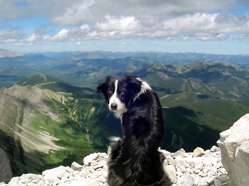 dog on mountain peak