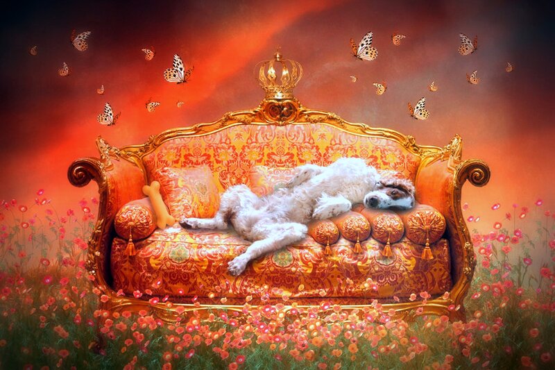 Dog on Ornate Couch