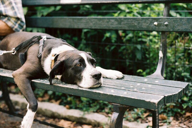 Dog on Park Bench