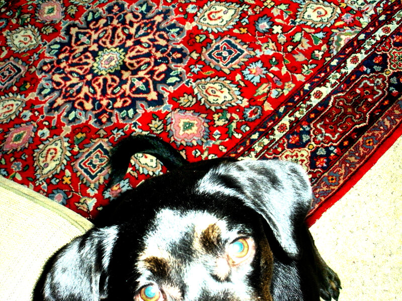 dog on patterned rug