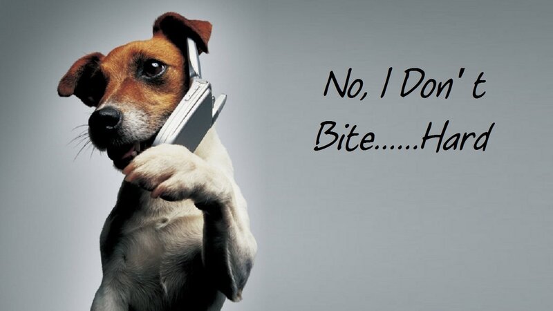 Dog on Phone
