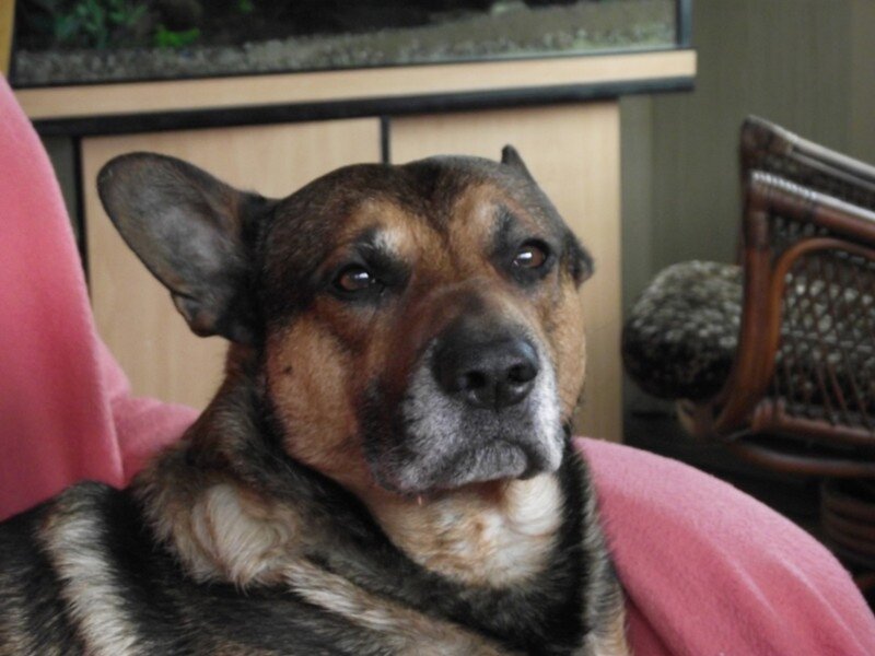 Dog on Pink Blanket
