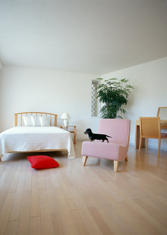 Dog on pink chair in bedroom