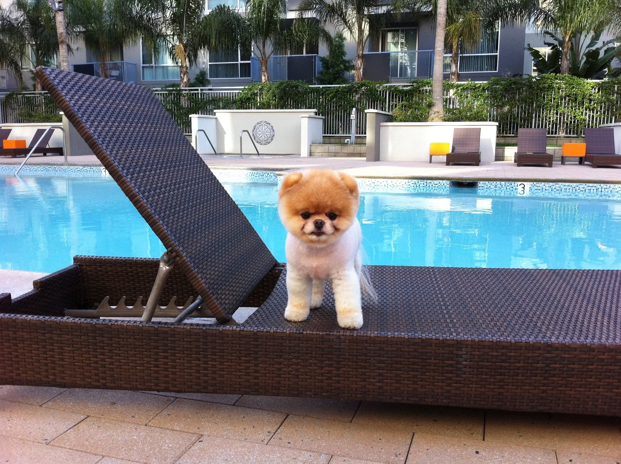 dog on pool lounge chair