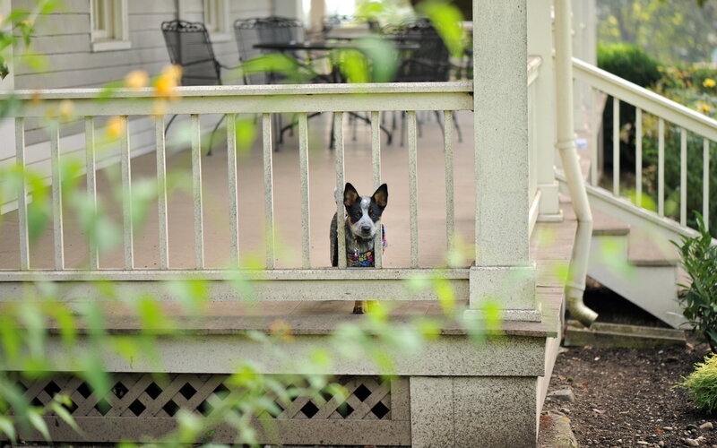 Dog on Porch — Green