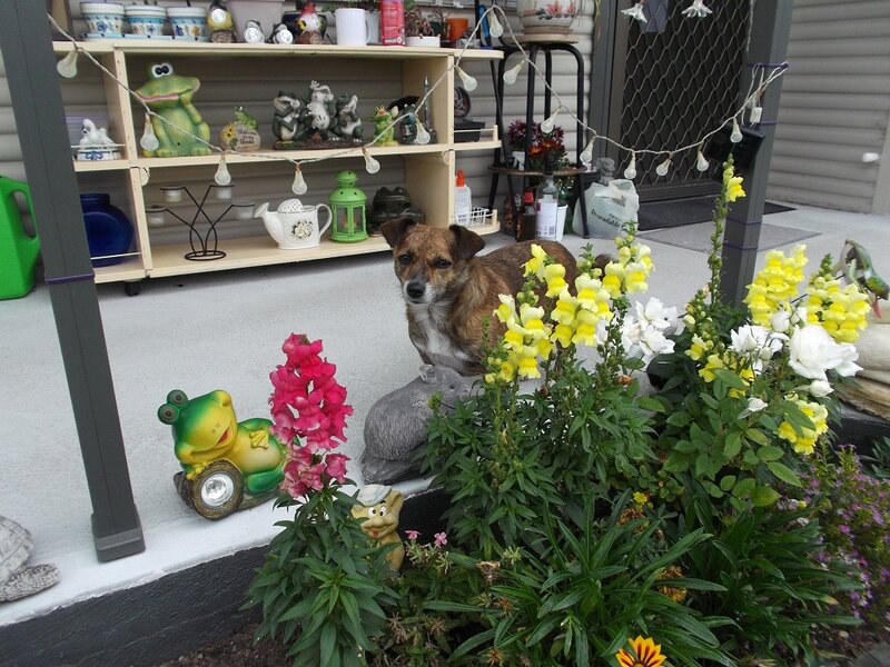 Dog on Porch — Yellow