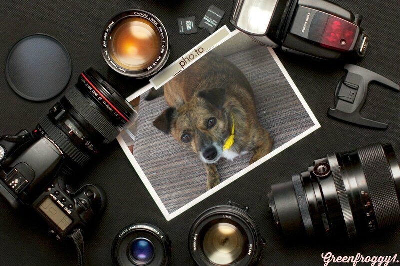 Dog on Printed Photo