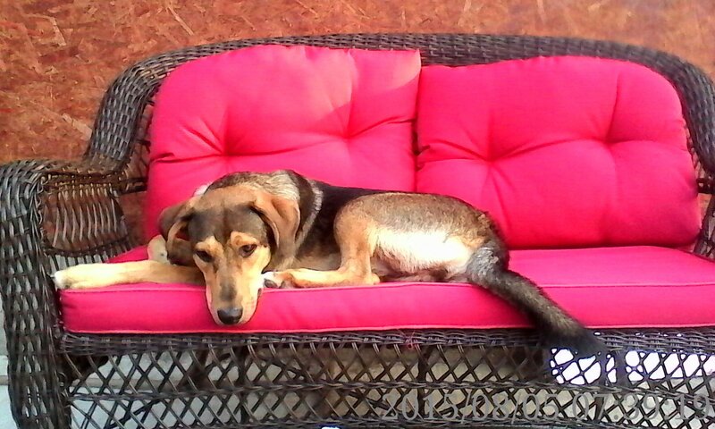 Dog on Red Couch