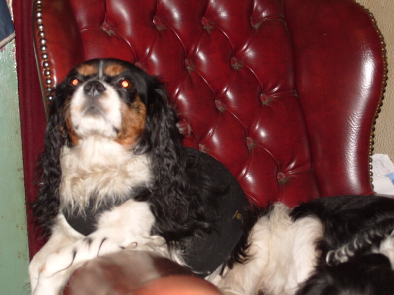 dog on red leather chair