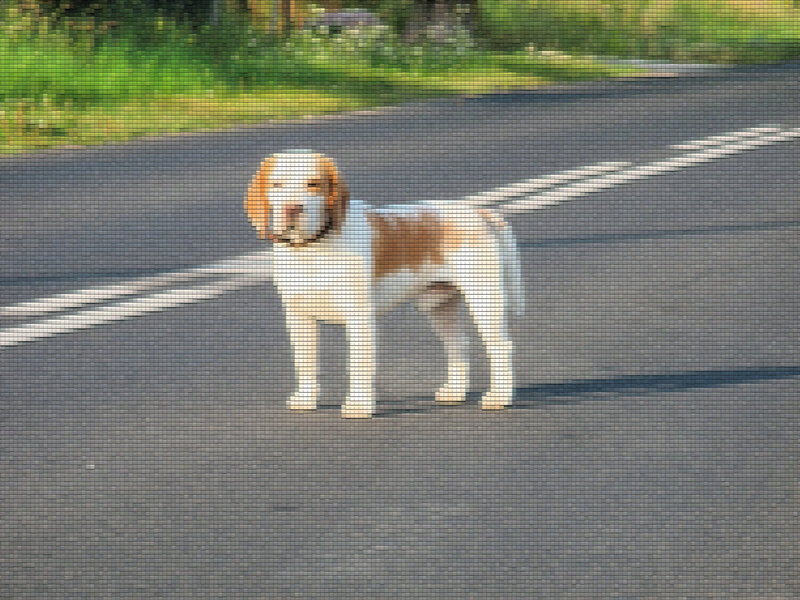 Dog on Road — Gray, Calm