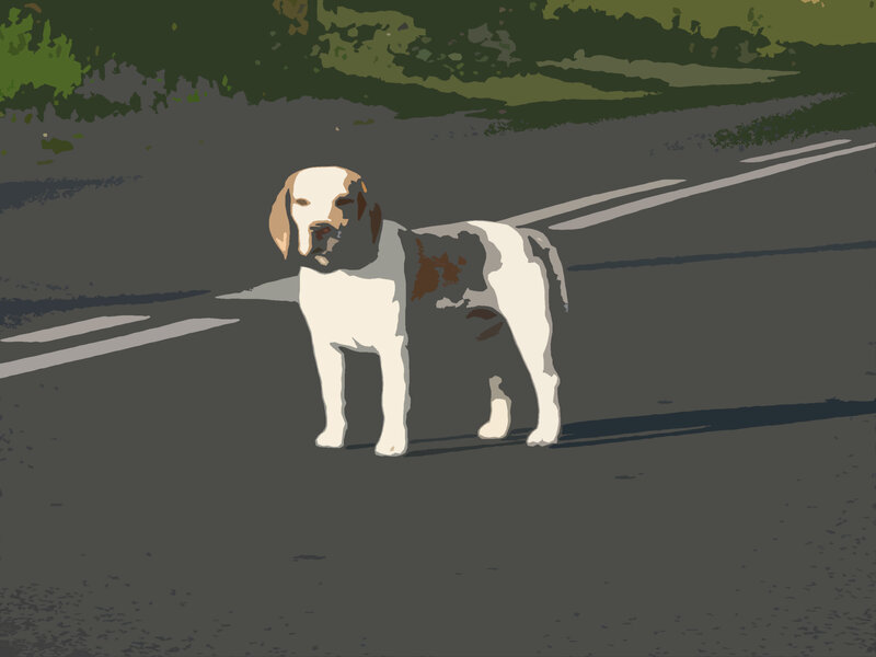 Dog on Road — Gray