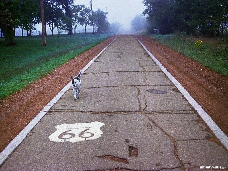Dog on Road
