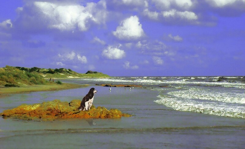 Dog on Rock at Beach