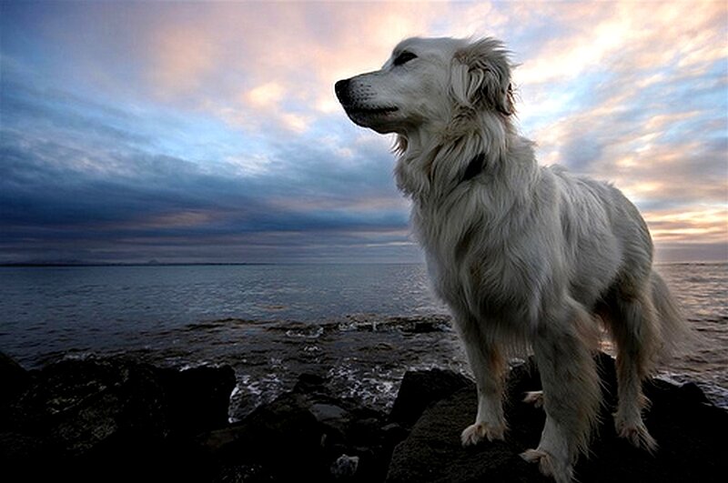 Dog on rocks at sunset