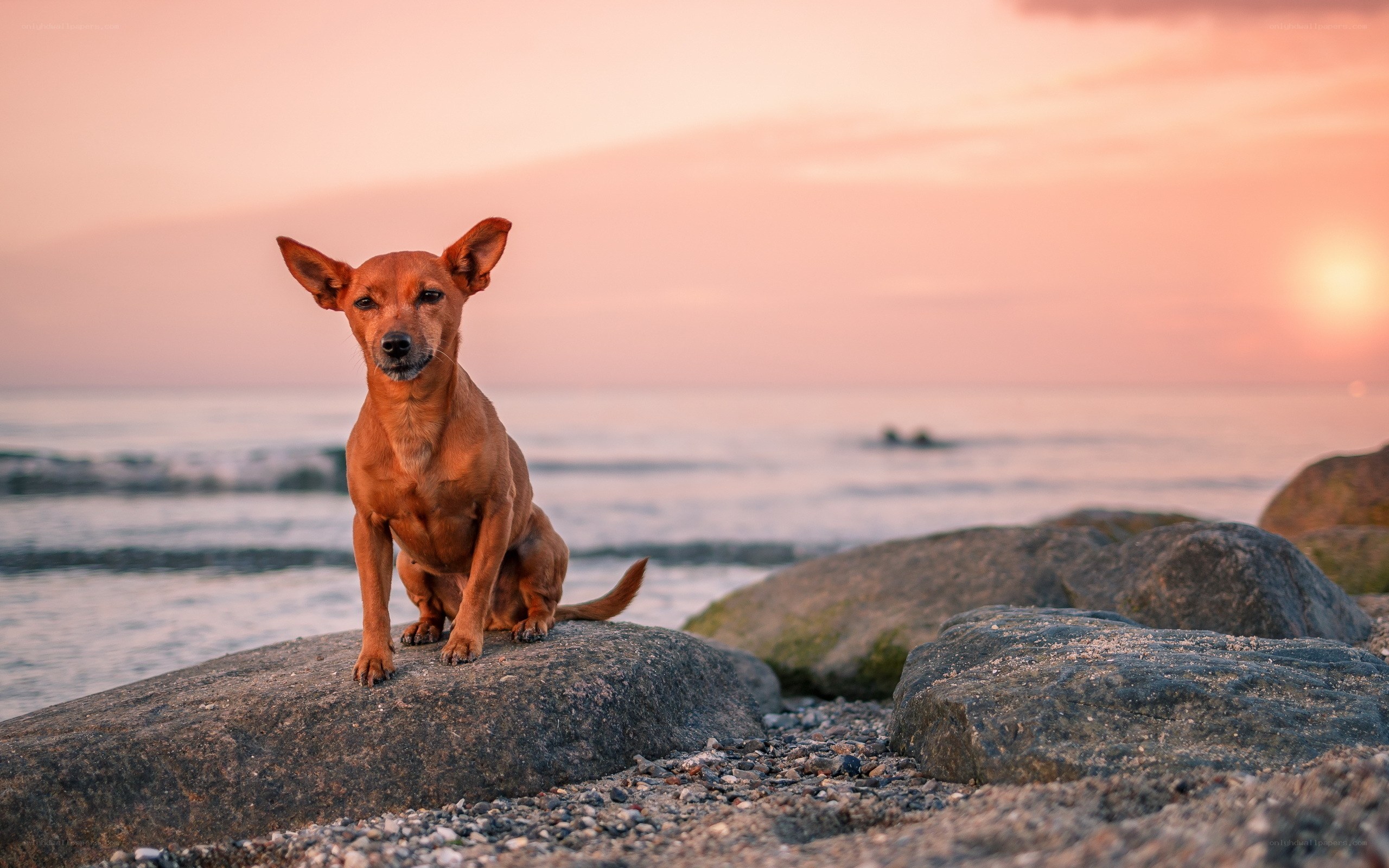 Dog on rocks at sunset