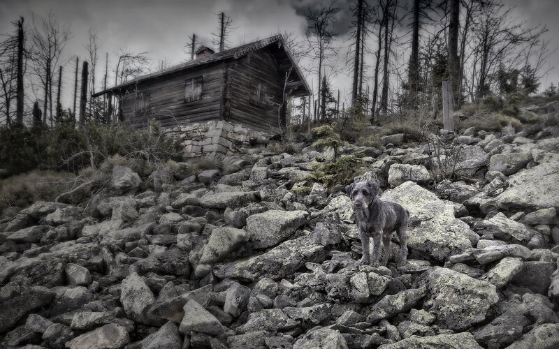 Dog on Rocky Hillside