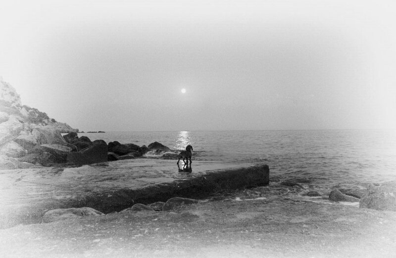 Dog on Rocky Shore — Black