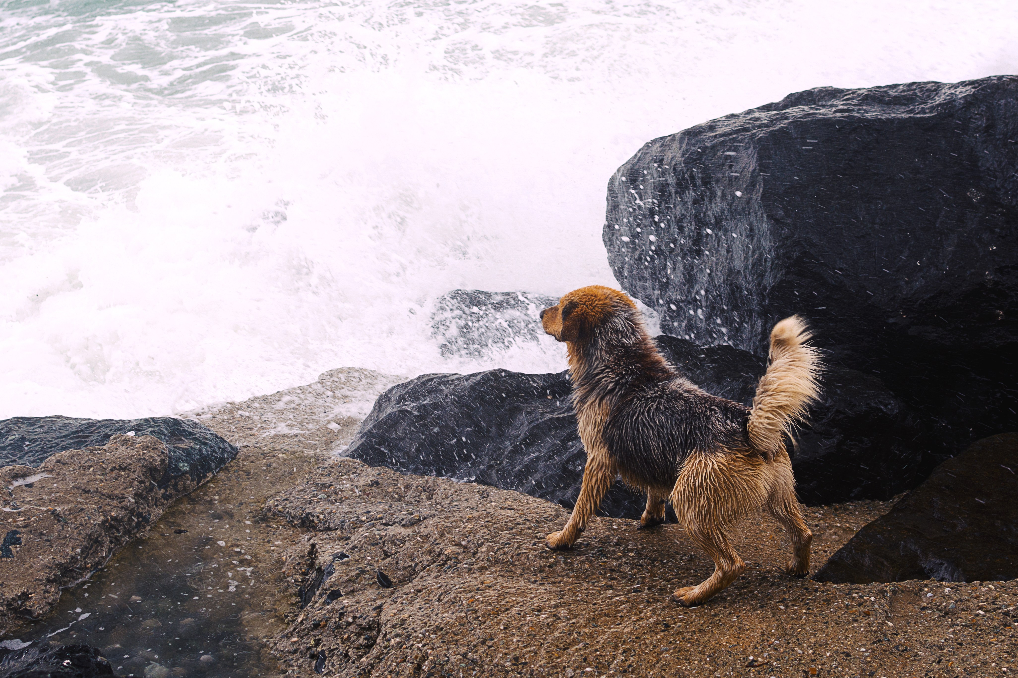 Dog on rocky shore