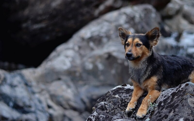 Dog on Rocky Terrain — Black