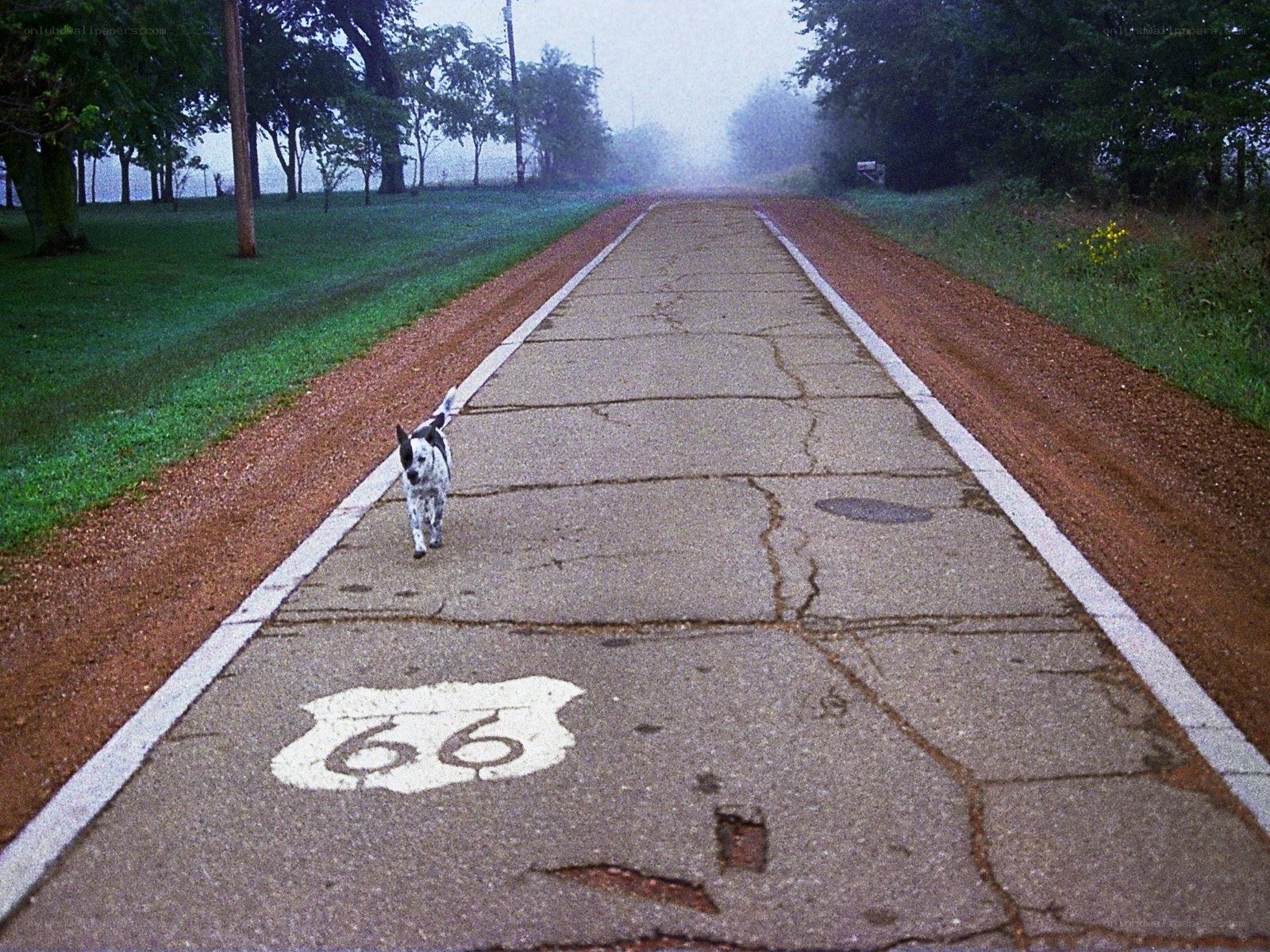 Dog on Route 66 road