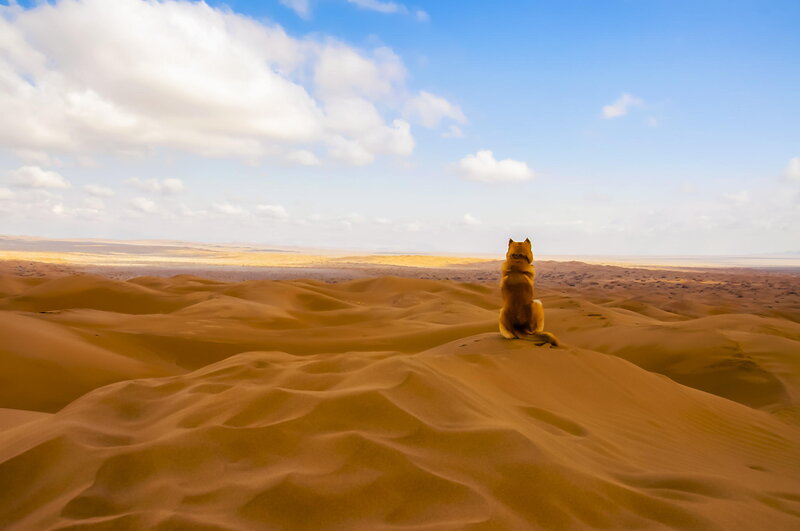 Dog on Sand Dune