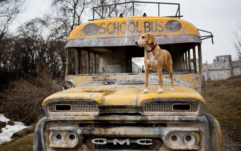 Dog on School Bus