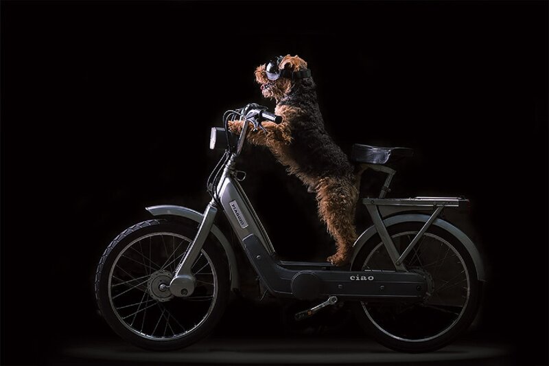 Dog on Scooter
