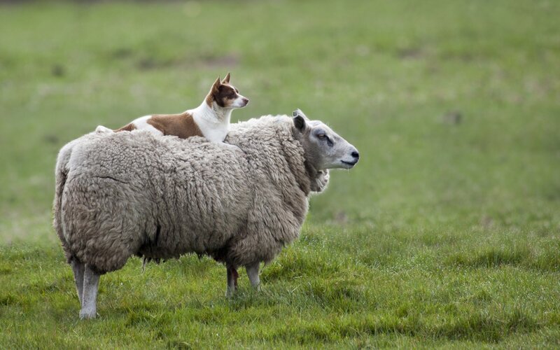 Dog on Sheep Back — Green, Calm, Afternoon