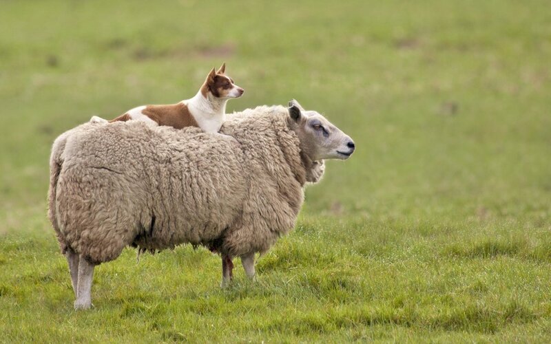 Dog on Sheep Back — Green