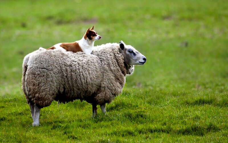 Dog on Sheep Back