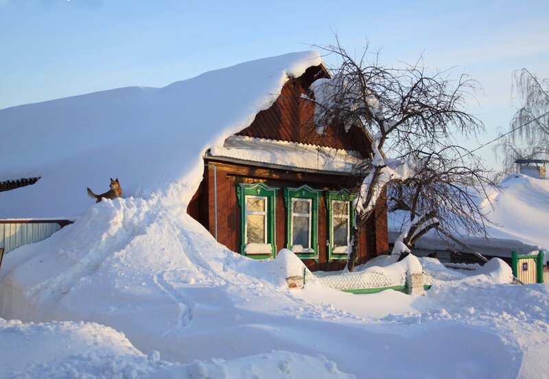 Dog on Snow-covered Roof