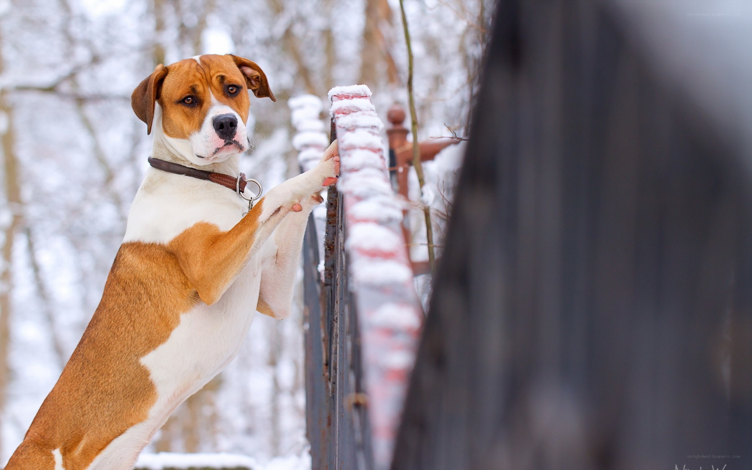 dog on snowy fence