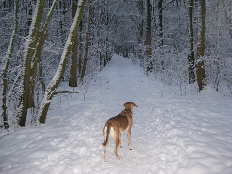Dog on snowy forest path