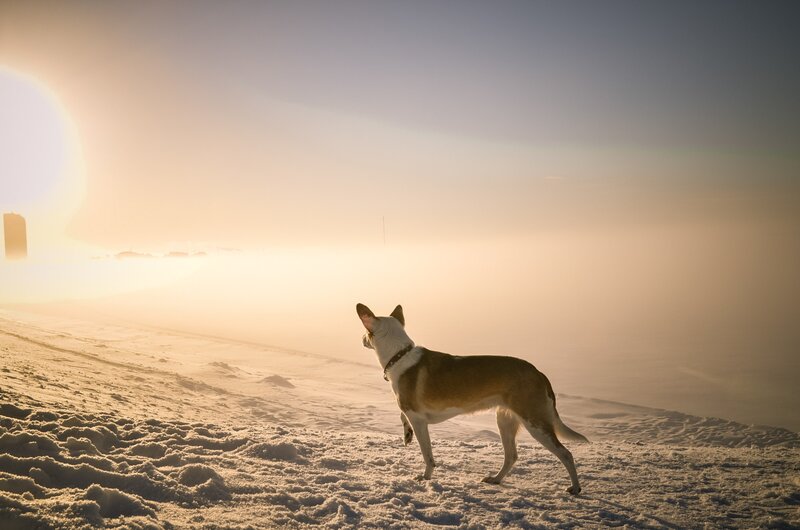 Dog on Snowy Hill