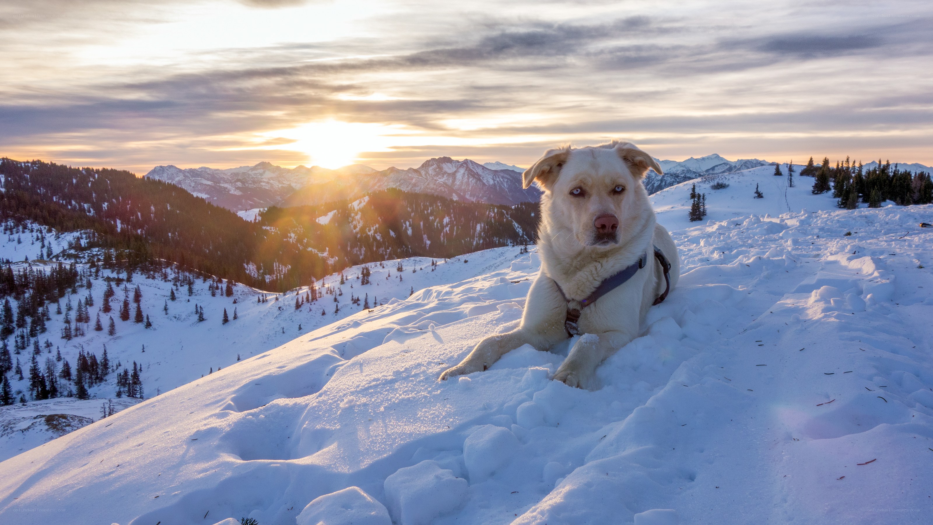 Dog on snowy mountain at sunset