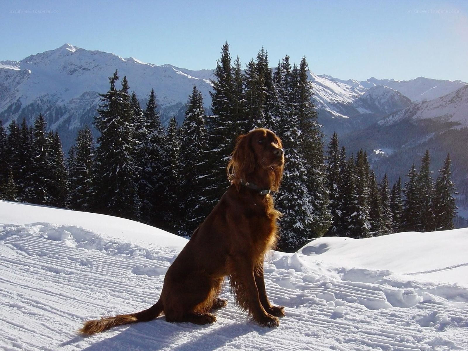 Dog on snowy mountain