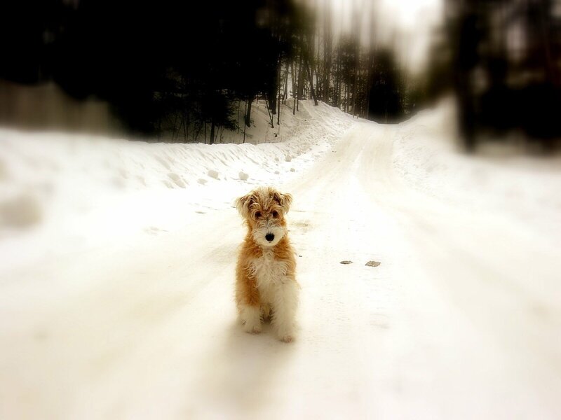 dog on snowy path
