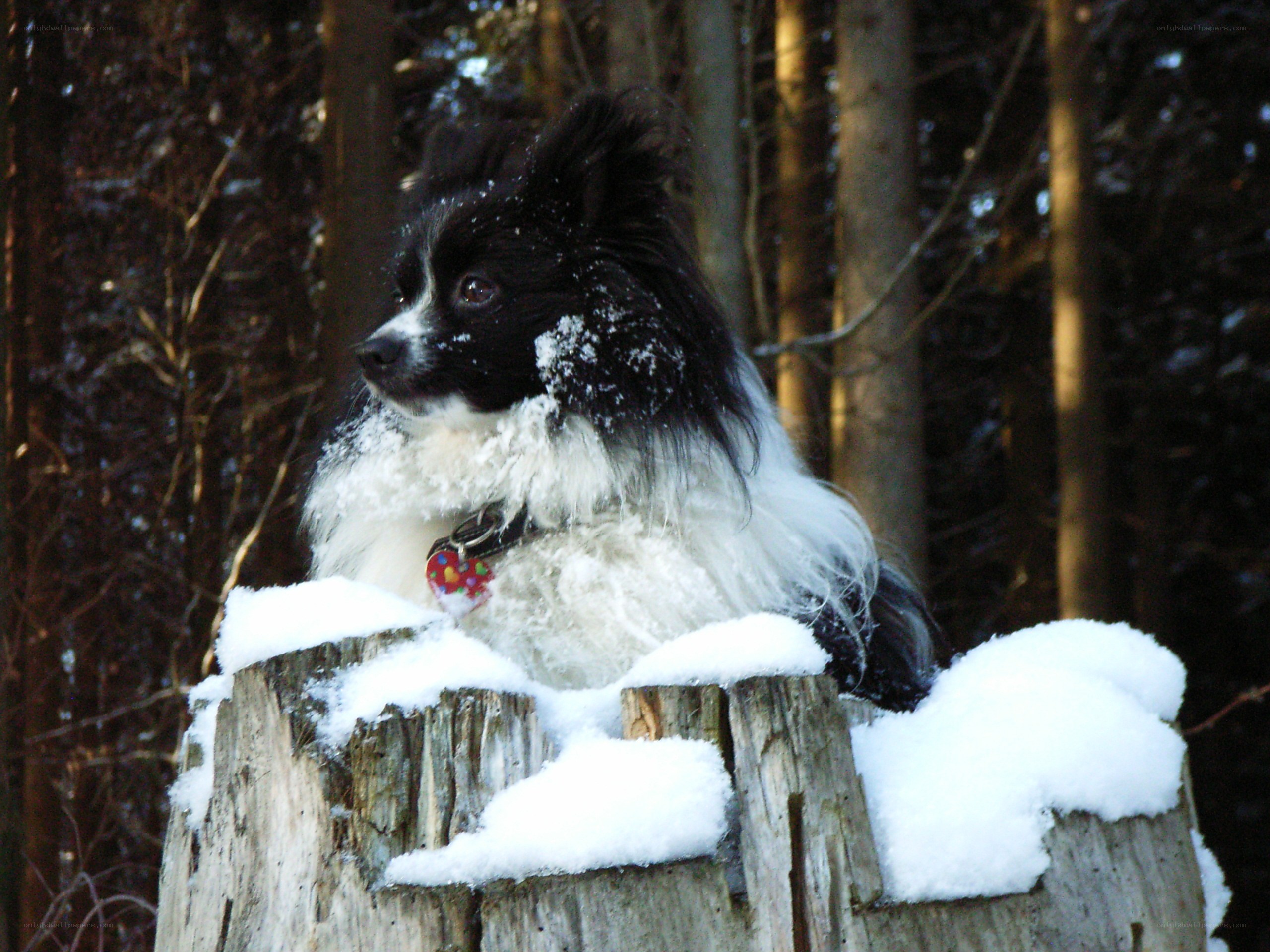 dog on snowy stump