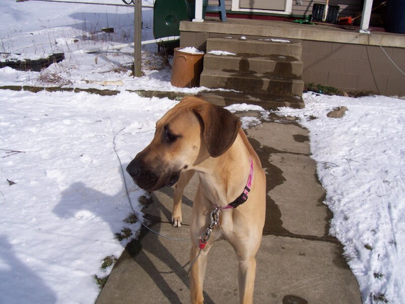 dog on snowy walkway