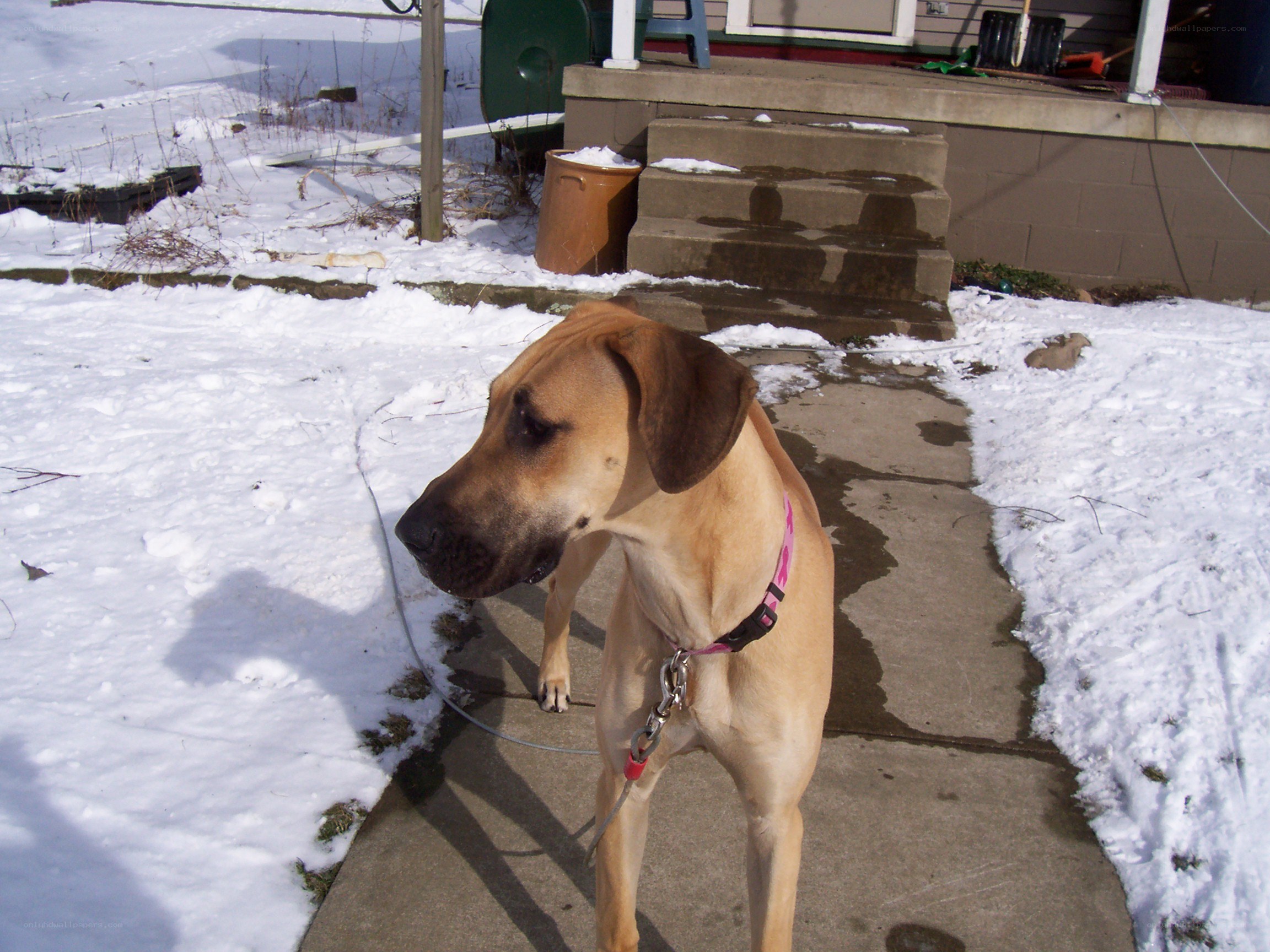 dog on snowy walkway