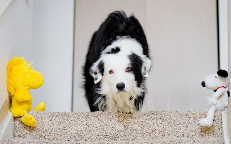 dog on stairs with toys